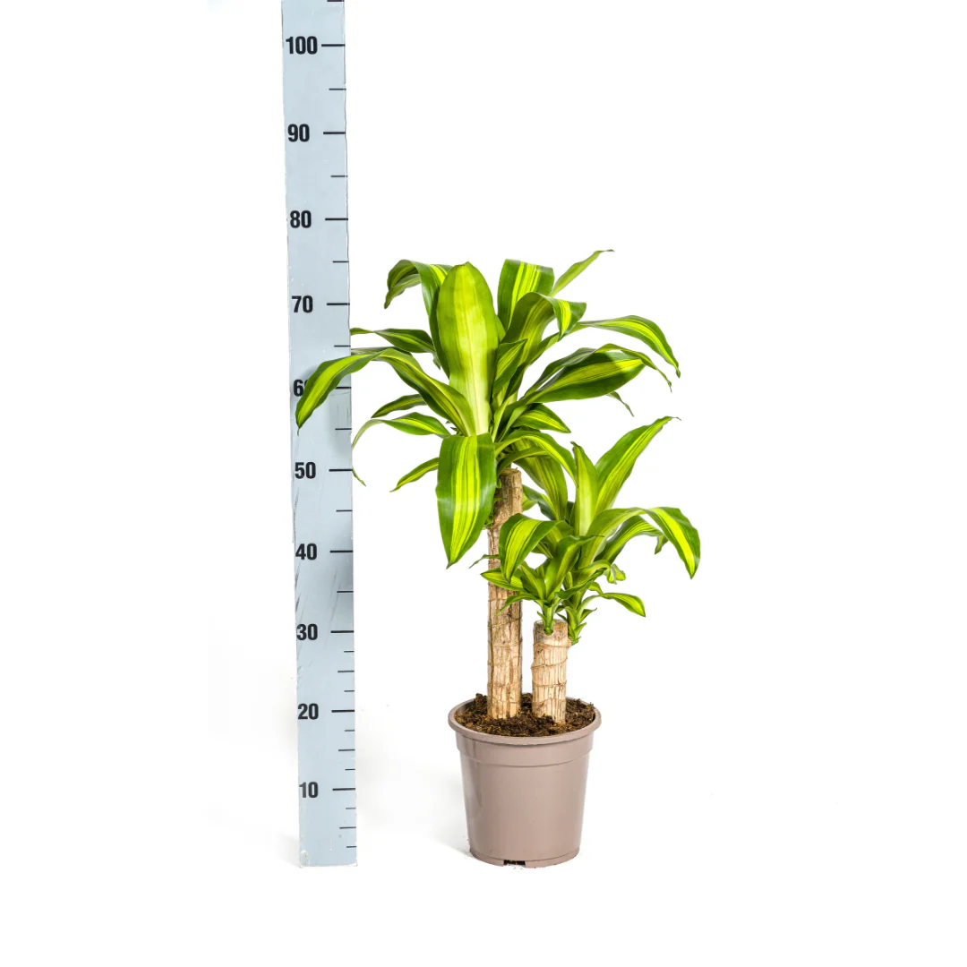 Produktbild 2