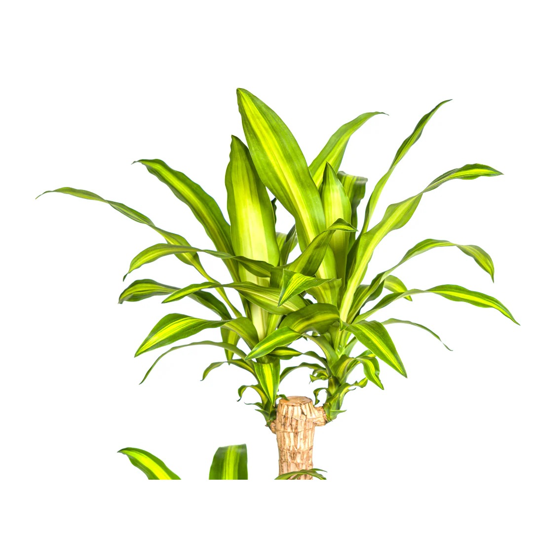Produktbild 5